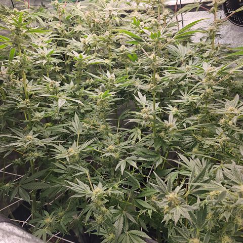 Wine Mom Ithacan Genetics  growlog timeline photo