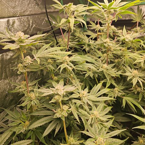 Wine Mom Ithacan Genetics  growlog timeline photo