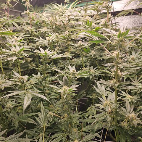 Wine Mom Ithacan Genetics  growlog timeline photo