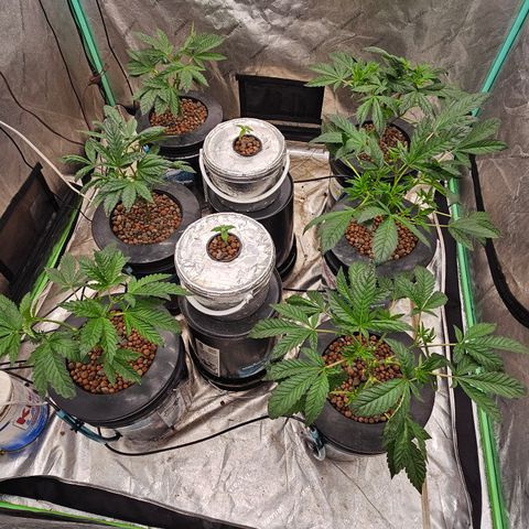 Grape Mint Cookie  growlog timeline photo
