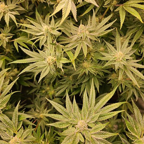 Wine Mom Ithacan Genetics  growlog timeline photo
