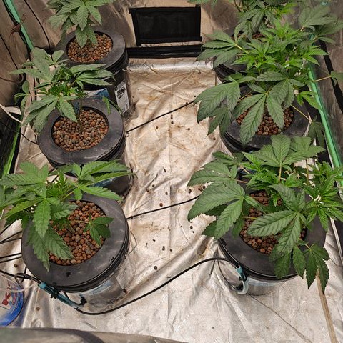 Grape Mint Cookie  growlog timeline photo