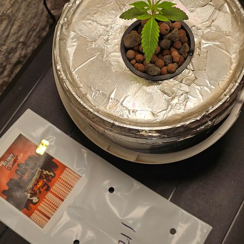 Vibes #3 growlog timeline photo