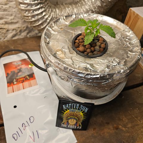 Vibes #3 growlog timeline photo