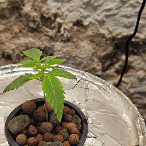 Vibes #3 growlog timeline photo