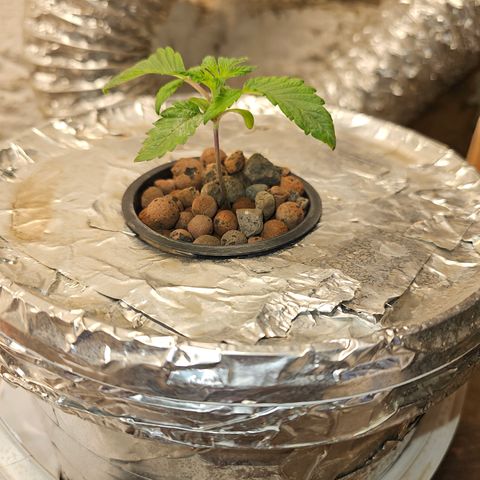 Vibes #3 growlog timeline photo
