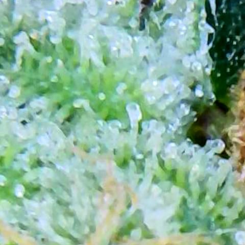 Wine Mom Ithacan Genetics  growlog timeline photo