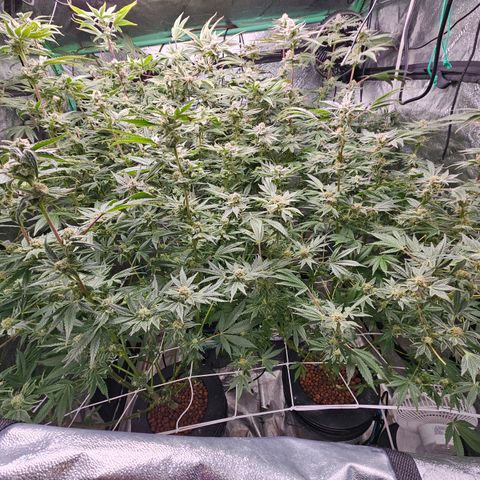Wine Mom Ithacan Genetics  growlog timeline photo
