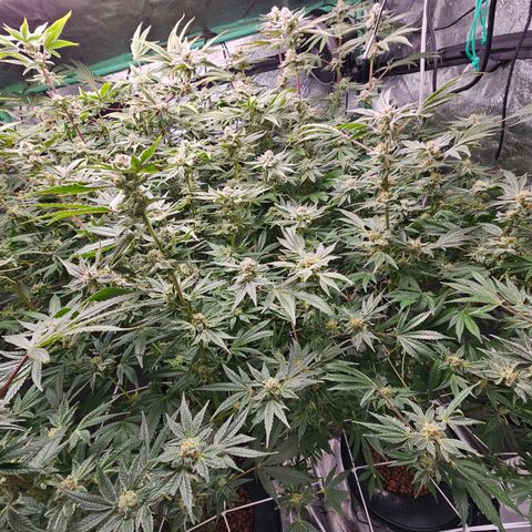Wine Mom Ithacan Genetics  growlog timeline photo