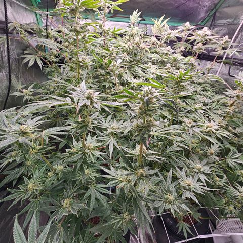 Wine Mom Ithacan Genetics  growlog timeline photo