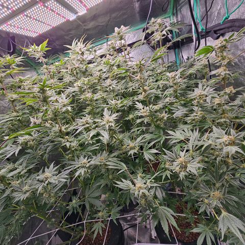Wine Mom Ithacan Genetics  growlog timeline photo