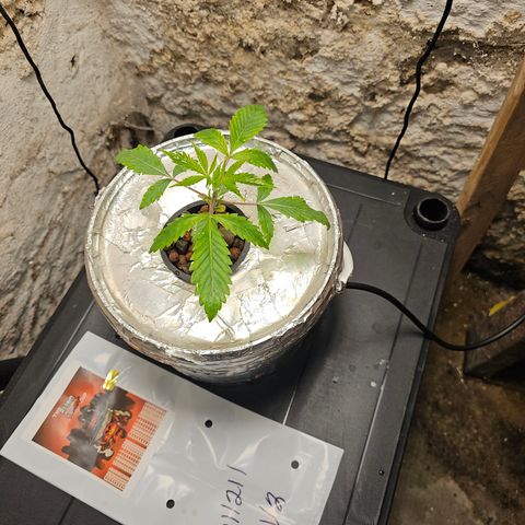 Vibes #3 growlog timeline photo