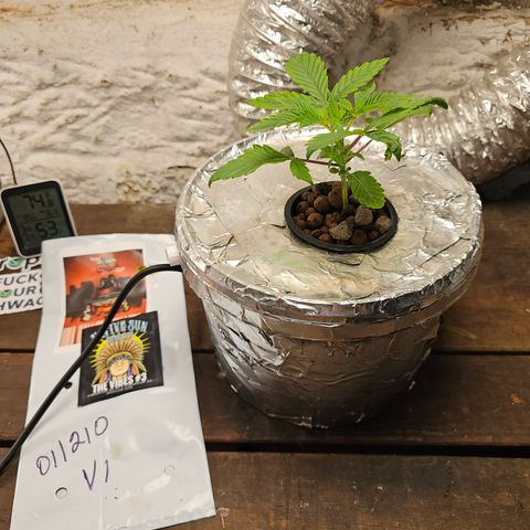 Vibes #3 growlog timeline photo