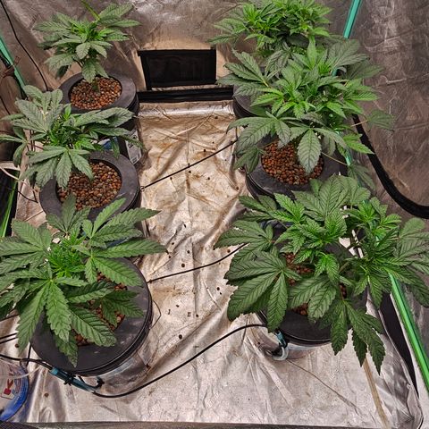Grape Mint Cookie  growlog timeline photo