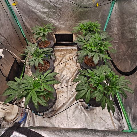 Grape Mint Cookie  growlog timeline photo