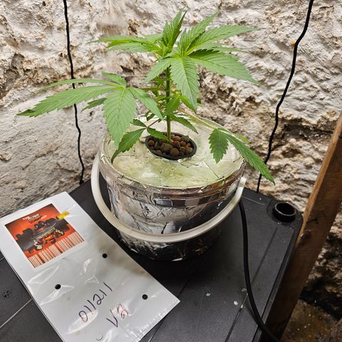 Vibes #3 growlog timeline photo
