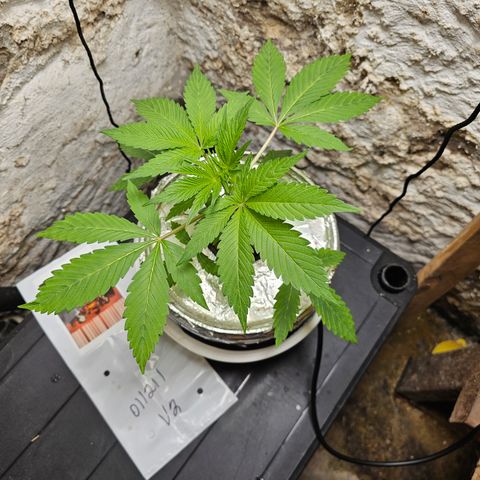 Vibes #3 growlog timeline photo