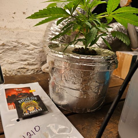Vibes #3 growlog timeline photo