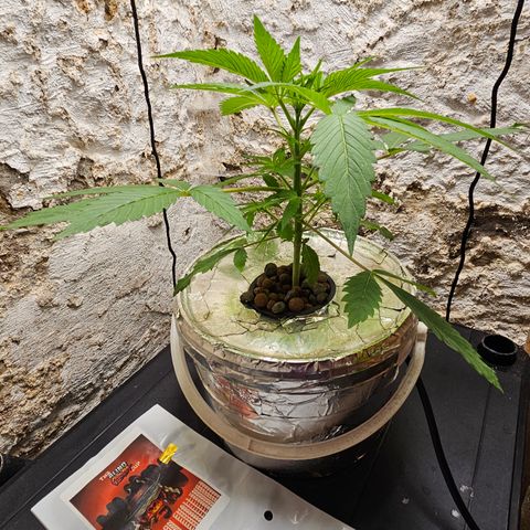 Vibes #3 growlog timeline photo