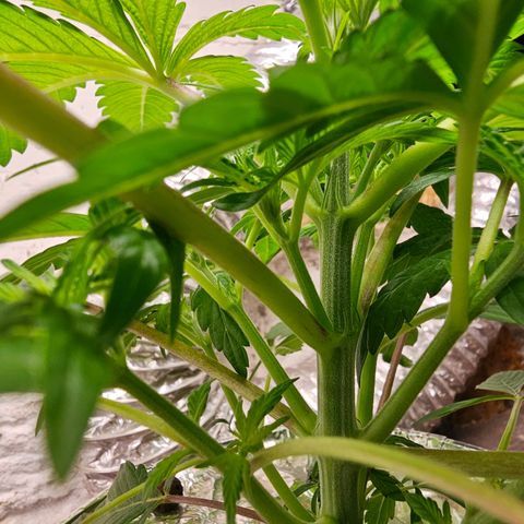 Vibes #3 growlog timeline photo