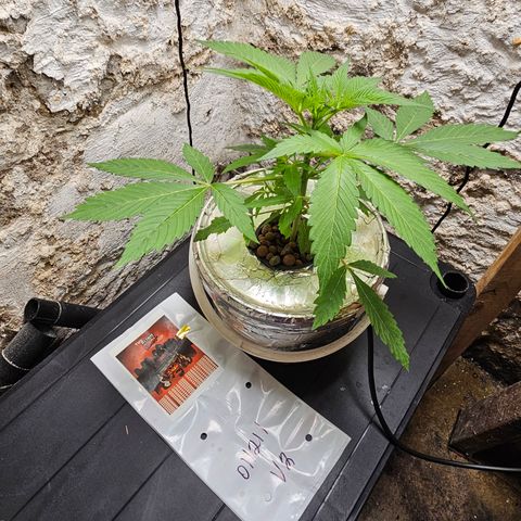Vibes #3 growlog timeline photo