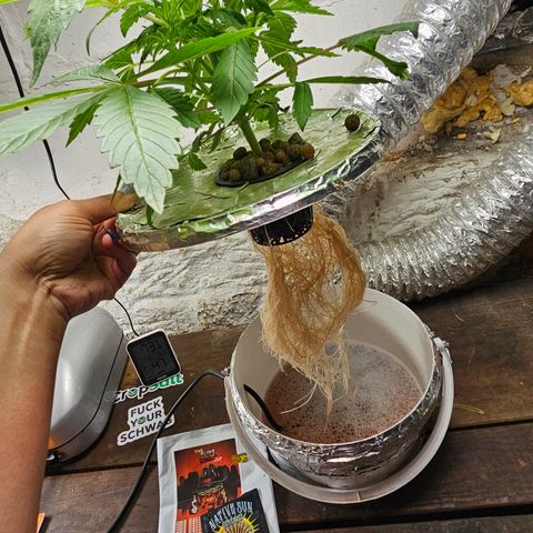 Vibes #3 growlog timeline photo
