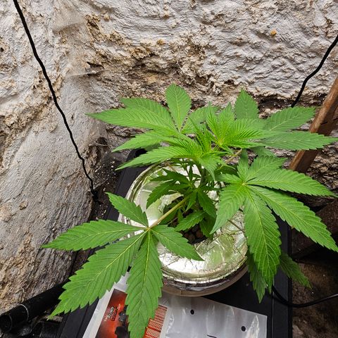 Vibes #3 growlog timeline photo