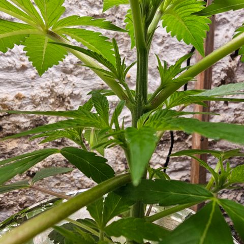 Vibes #3 growlog timeline photo