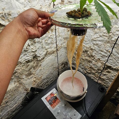 Vibes #3 growlog timeline photo