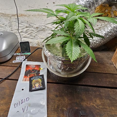 Vibes #3 growlog timeline photo