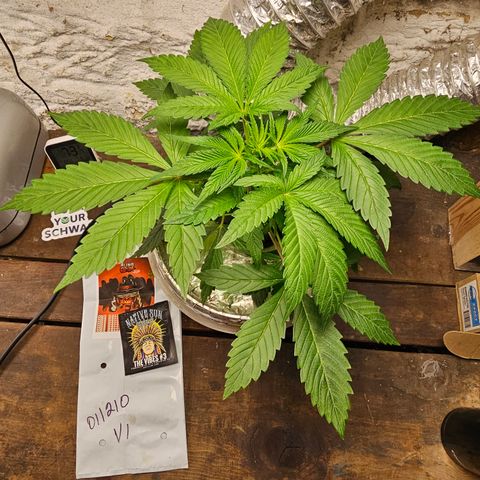 Vibes #3 growlog timeline photo