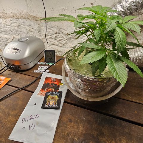Vibes #3 growlog timeline photo