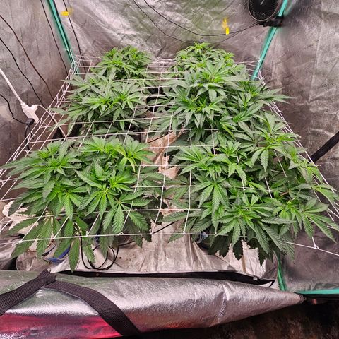 Grape Mint Cookie  growlog timeline photo