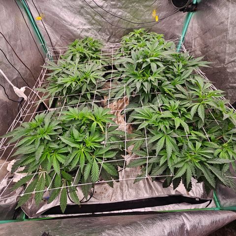 Grape Mint Cookie  growlog timeline photo