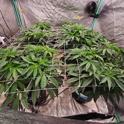 Grape Mint Cookie  growlog timeline photo