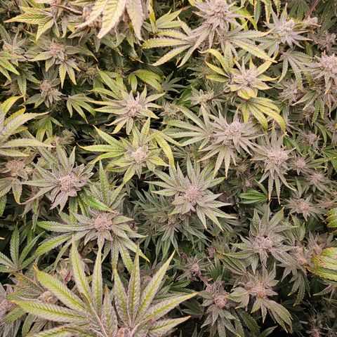 Wine Mom Ithacan Genetics  growlog timeline photo