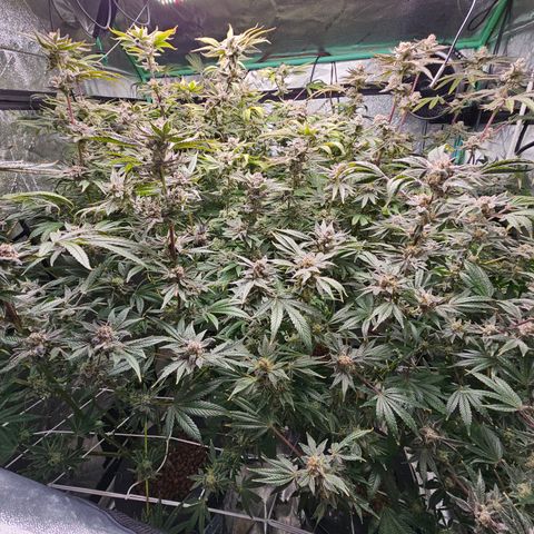 Wine Mom Ithacan Genetics  growlog timeline photo