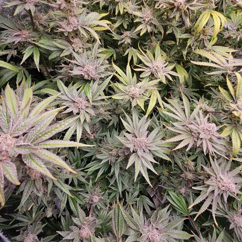 Wine Mom Ithacan Genetics  growlog timeline photo