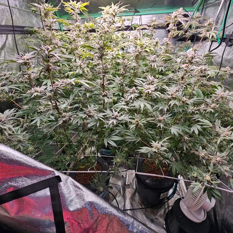 Wine Mom Ithacan Genetics  growlog timeline photo