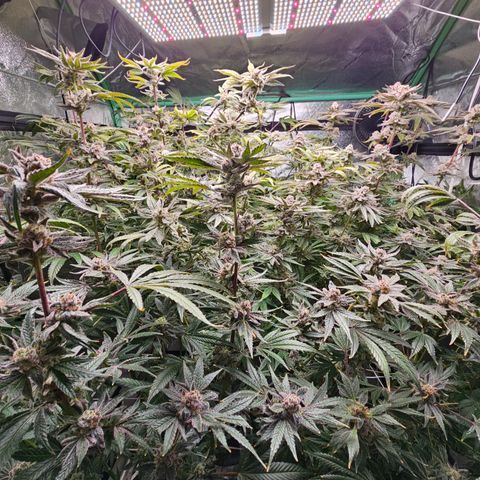 Wine Mom Ithacan Genetics  growlog timeline photo