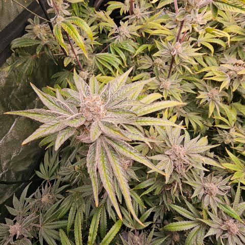 Wine Mom Ithacan Genetics  growlog timeline photo