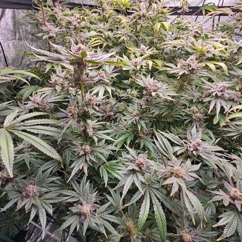 Wine Mom Ithacan Genetics  growlog timeline photo