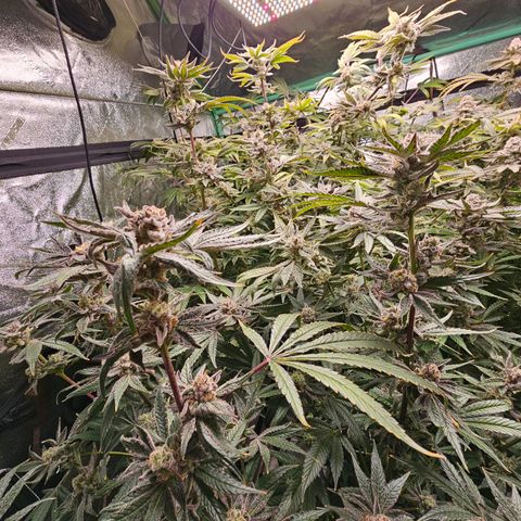 Wine Mom Ithacan Genetics  growlog timeline photo