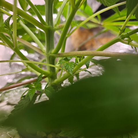Vibes #3 growlog timeline photo
