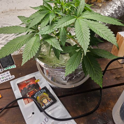 Vibes #3 growlog timeline photo