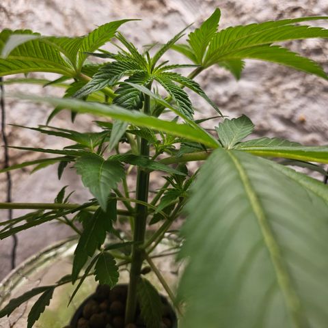 Vibes #3 growlog timeline photo
