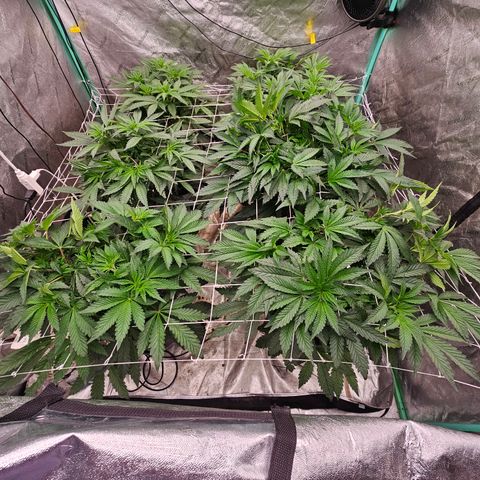 Grape Mint Cookie  growlog timeline photo