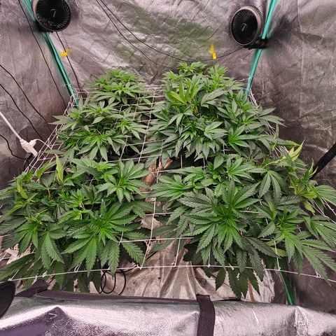 Grape Mint Cookie  growlog timeline photo