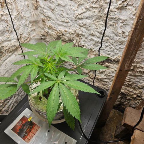 Vibes #3 growlog timeline photo