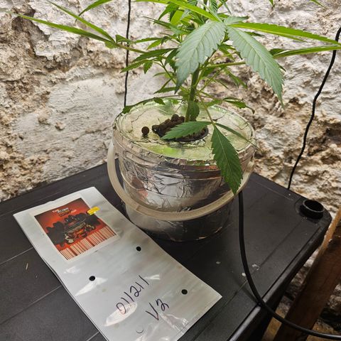 Vibes #3 growlog timeline photo